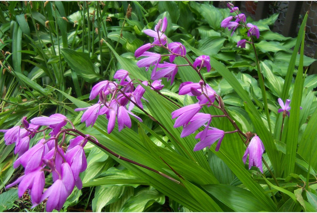 Daily Press Hardy Orchids