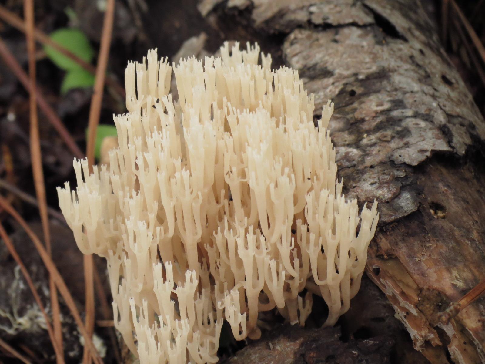 white tree fungus