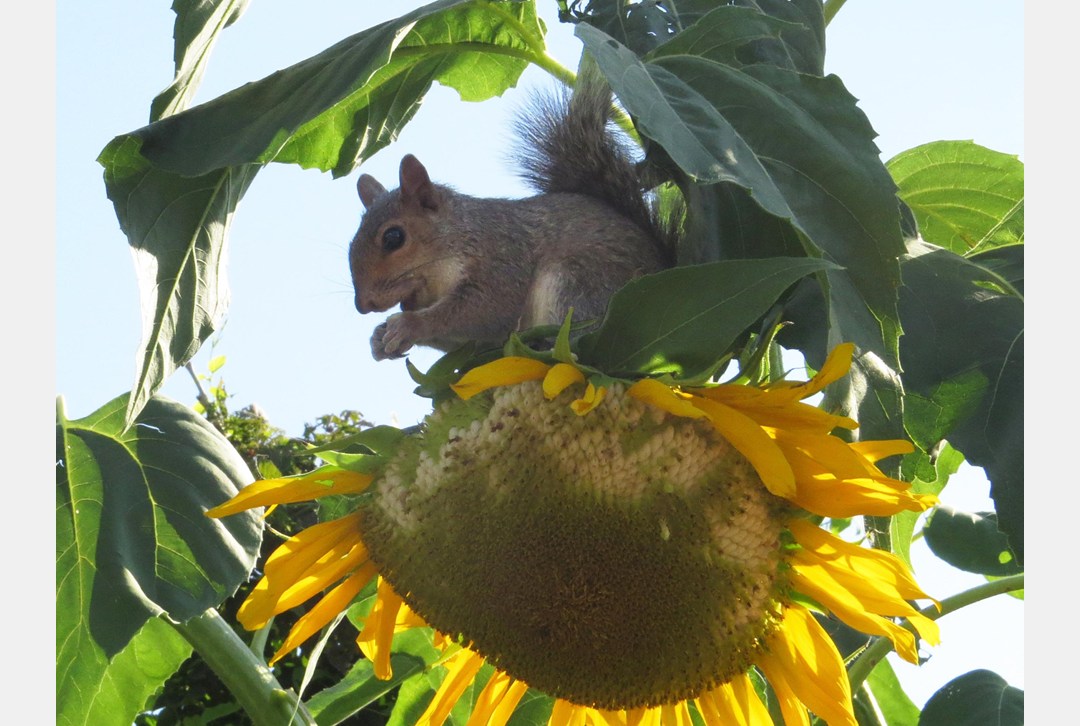 daily press do squirrels get tummy aches daily press do squirrels get tummy aches