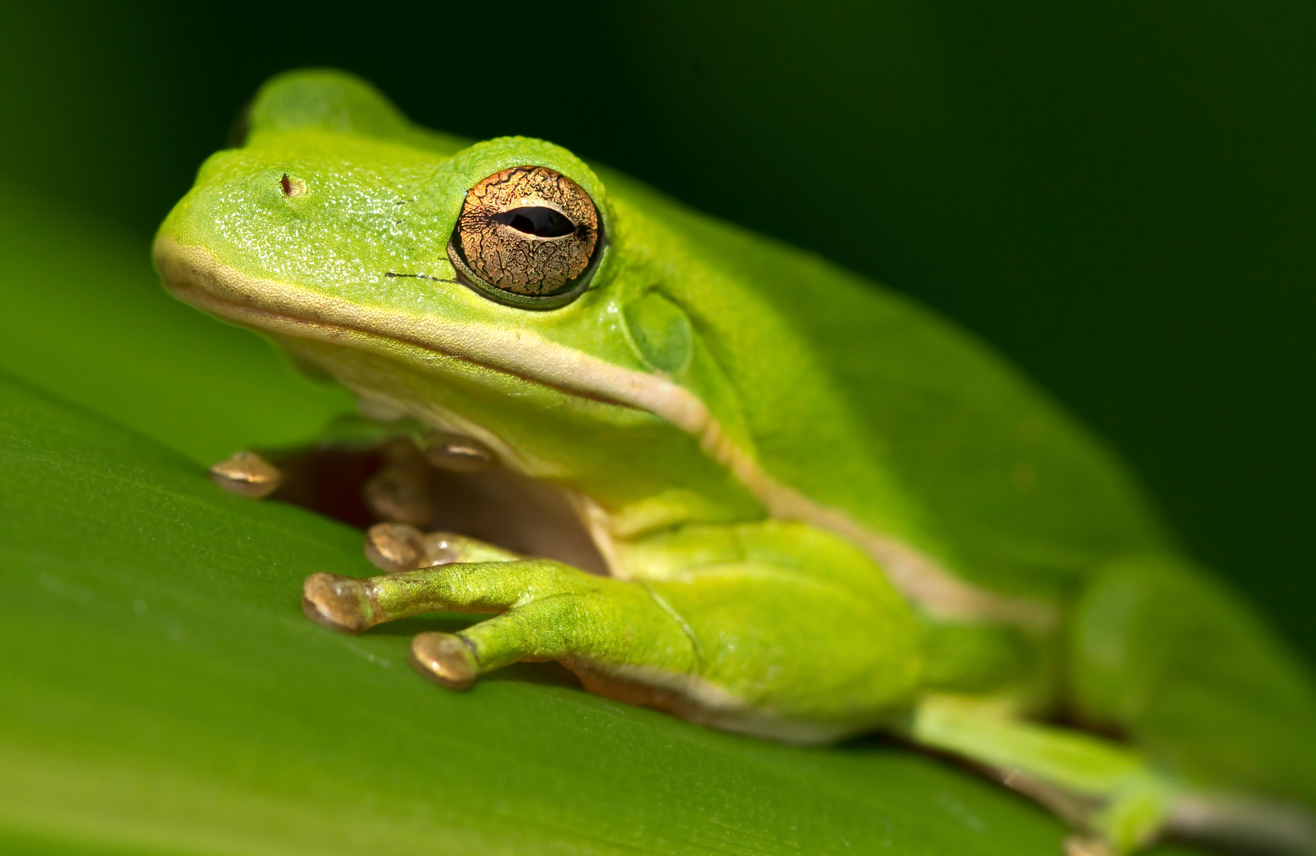 American Green Tree Frog American green tree frog, Green