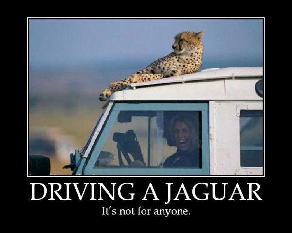 Driving a Jaguar